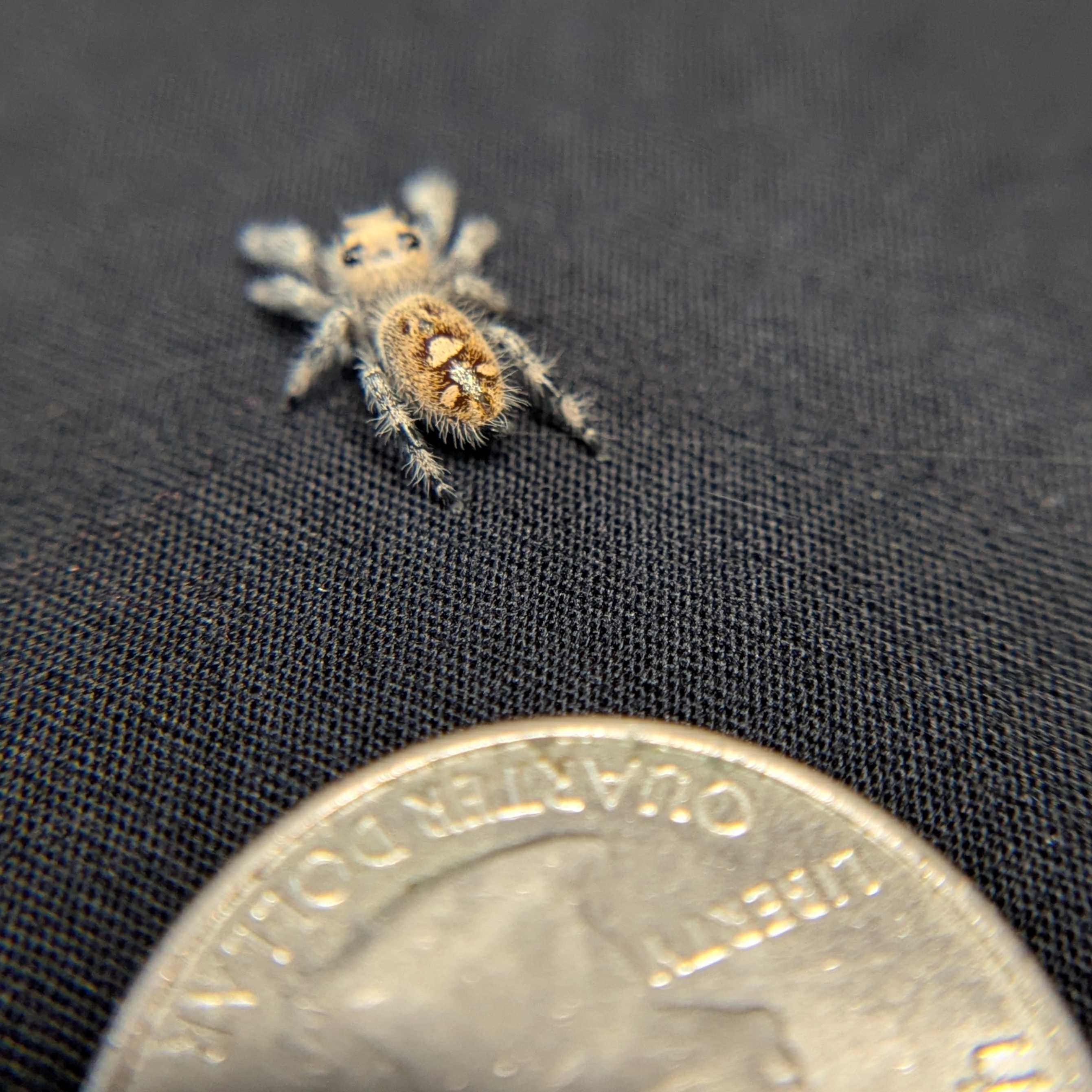 Regal Jumping Spider "Honey"