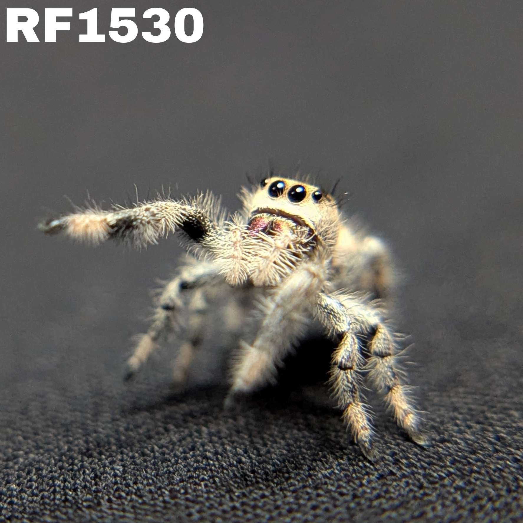 Regal Jumping Spider "Honey"