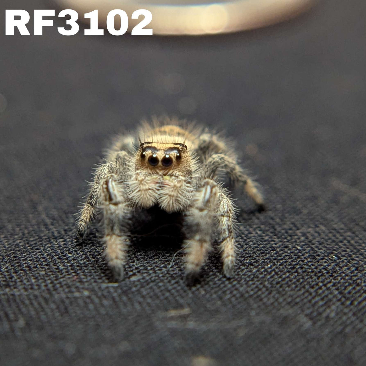 Regal Jumping Spider "Bambi"