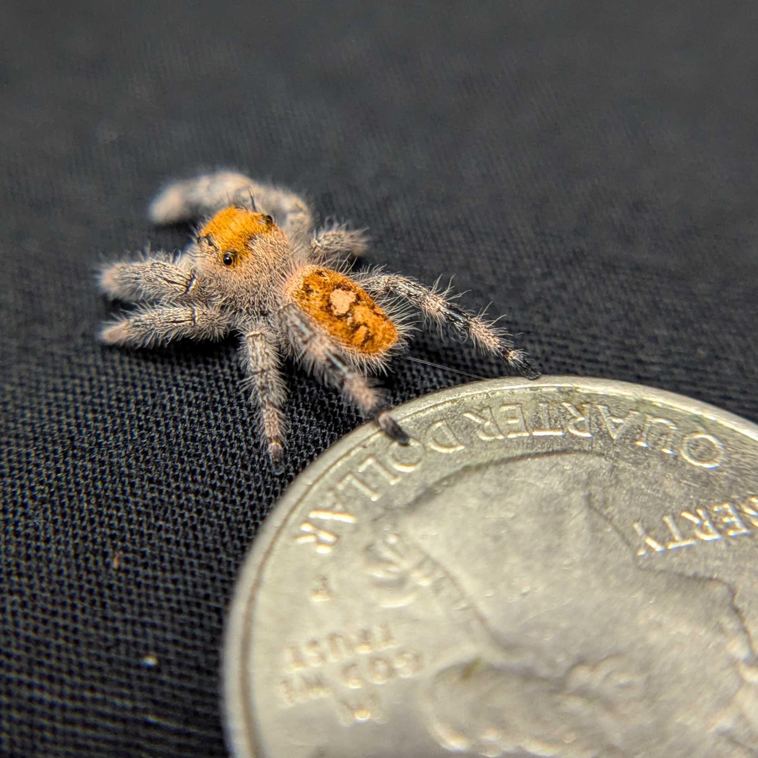 Regal Jumping Spider “Solara”
