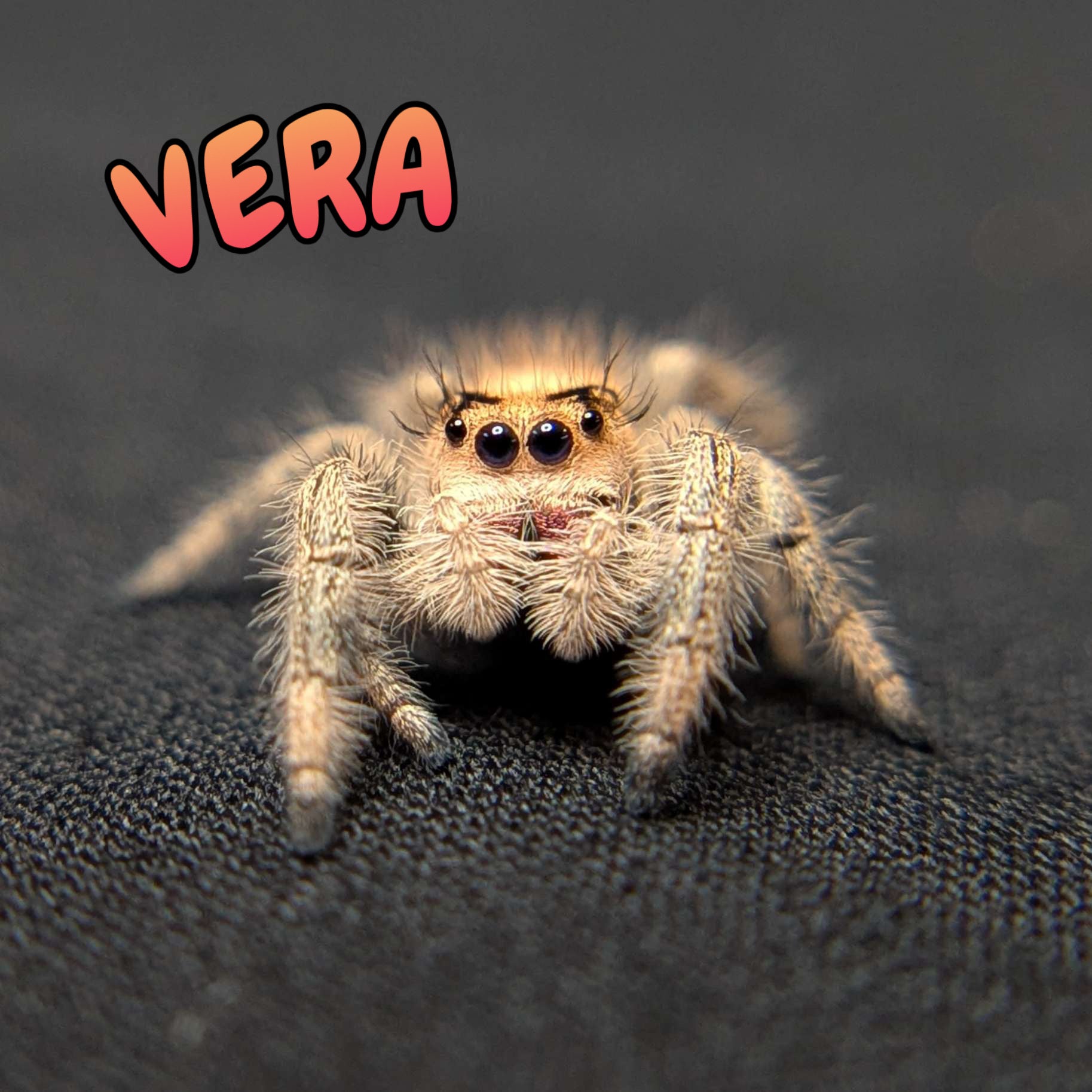 Regal Jumping Spider “Vera”