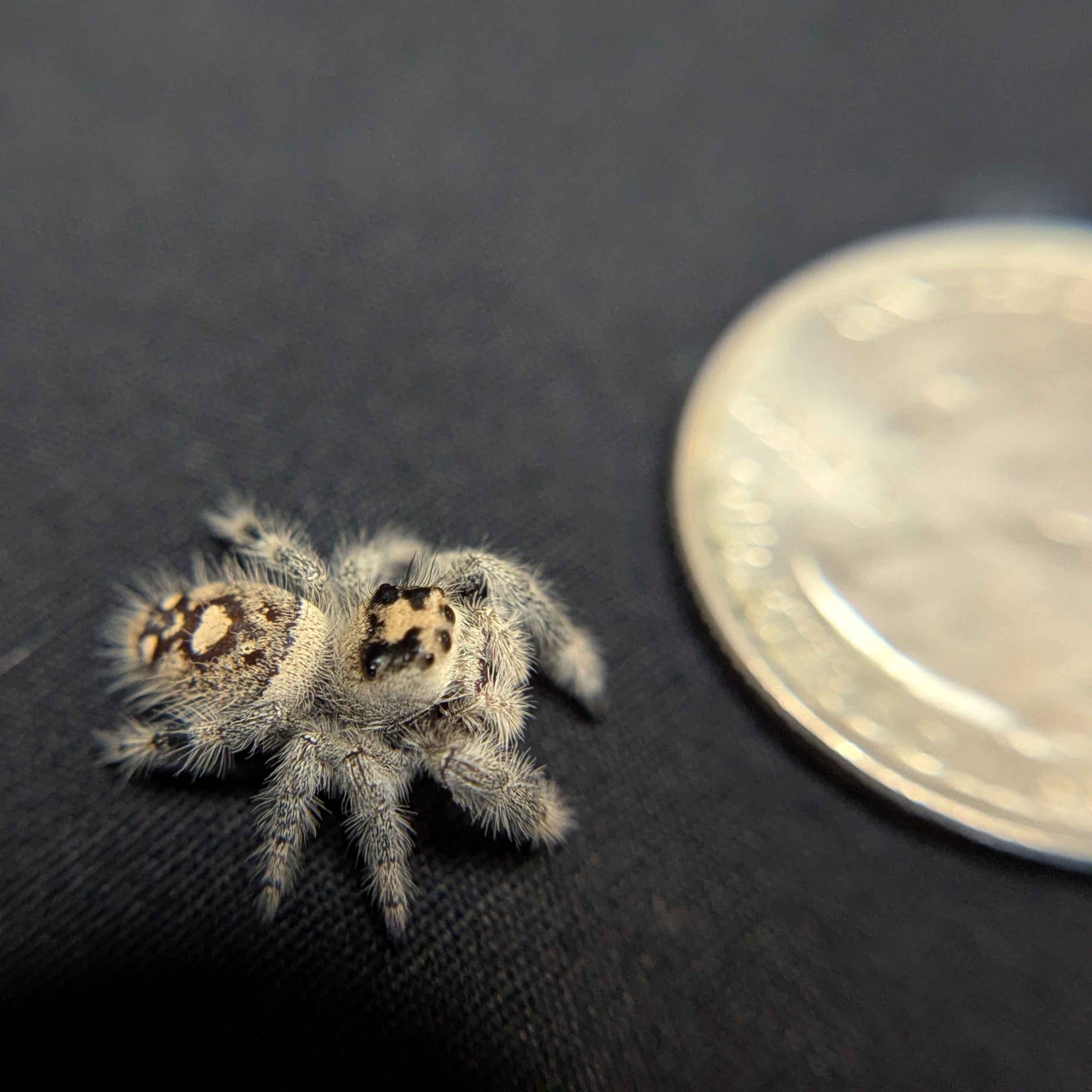 Regal Jumping Spider “Magnolia”