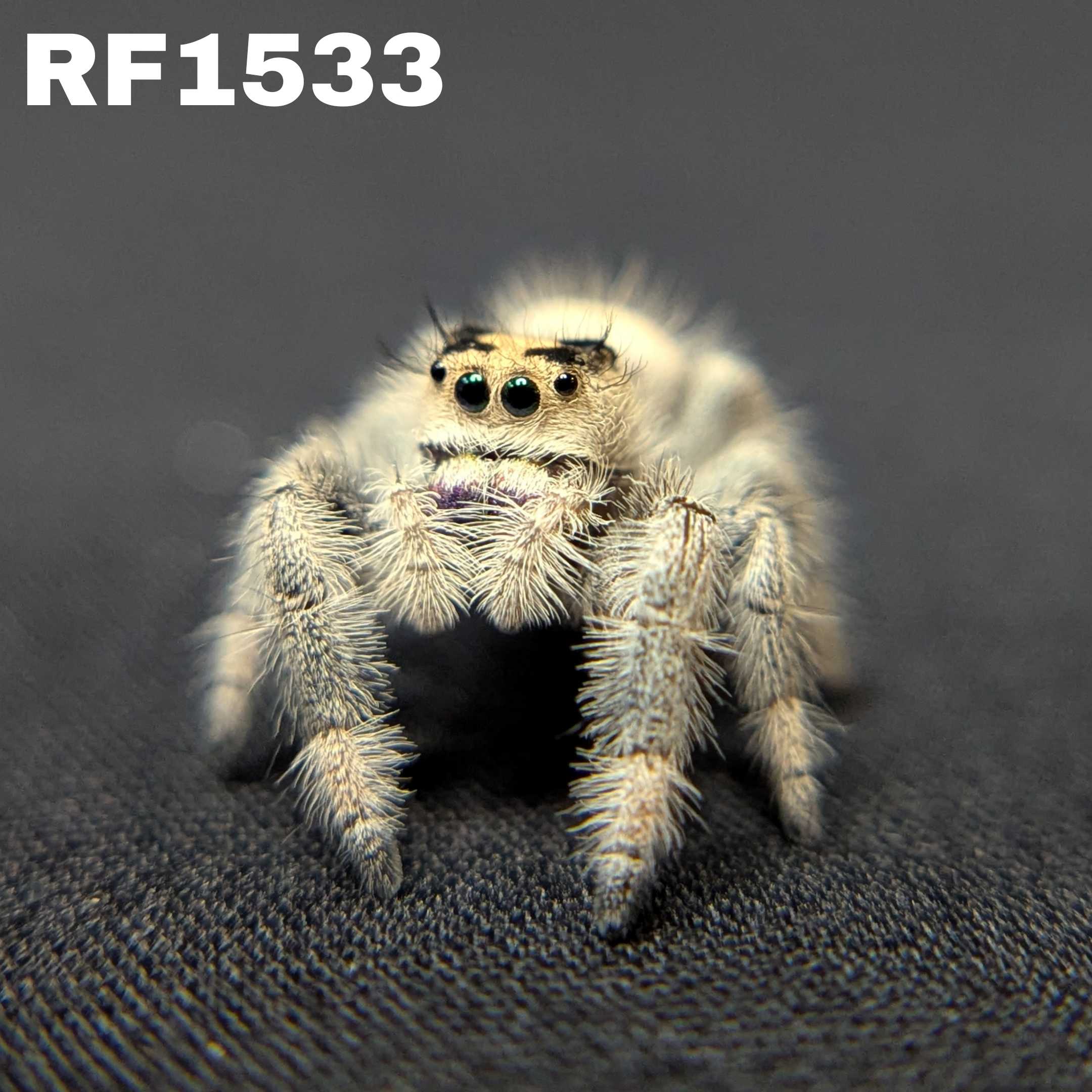 Regal Jumping Spider “Magnolia”