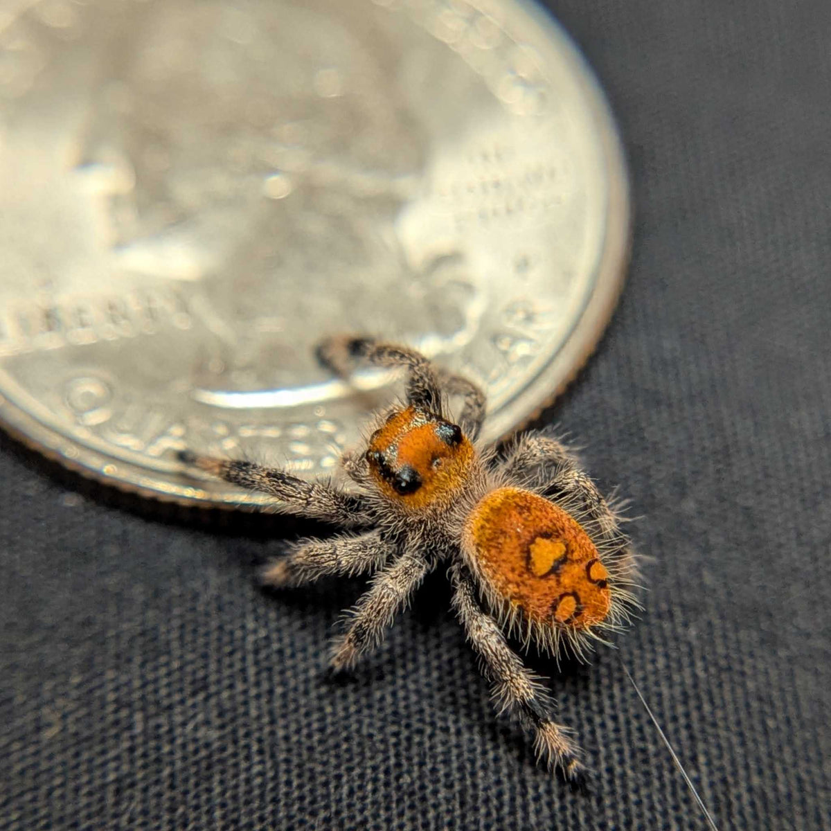 Regal Jumping Spider "Radiante"