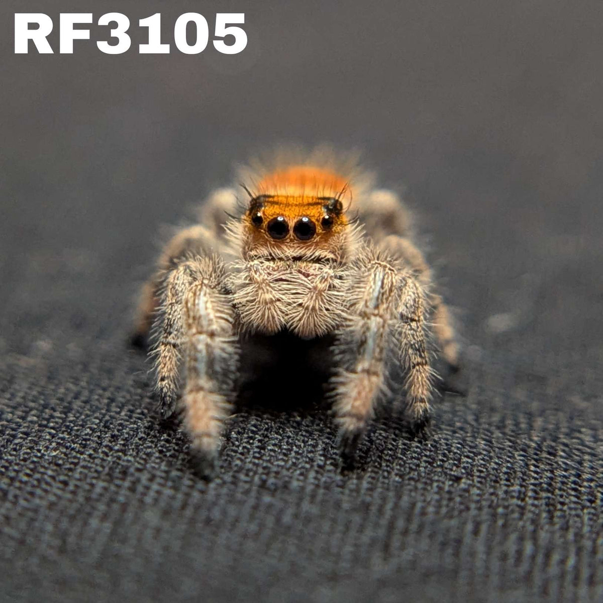 Regal Jumping Spider "Radiante"