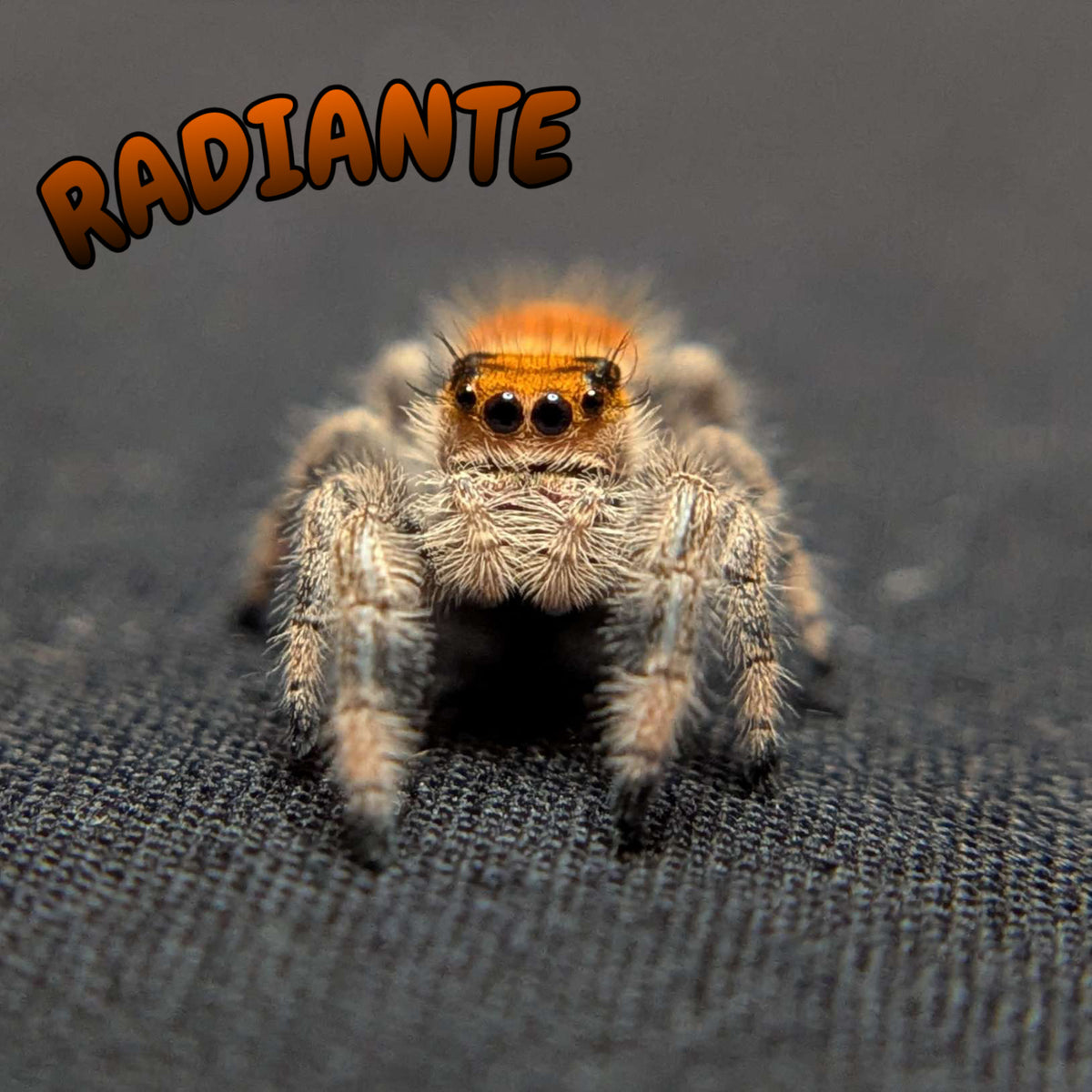 Regal Jumping Spider "Radiante"