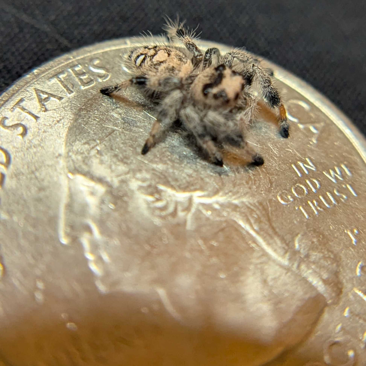 Regal Jumping Spider "Crepe"
