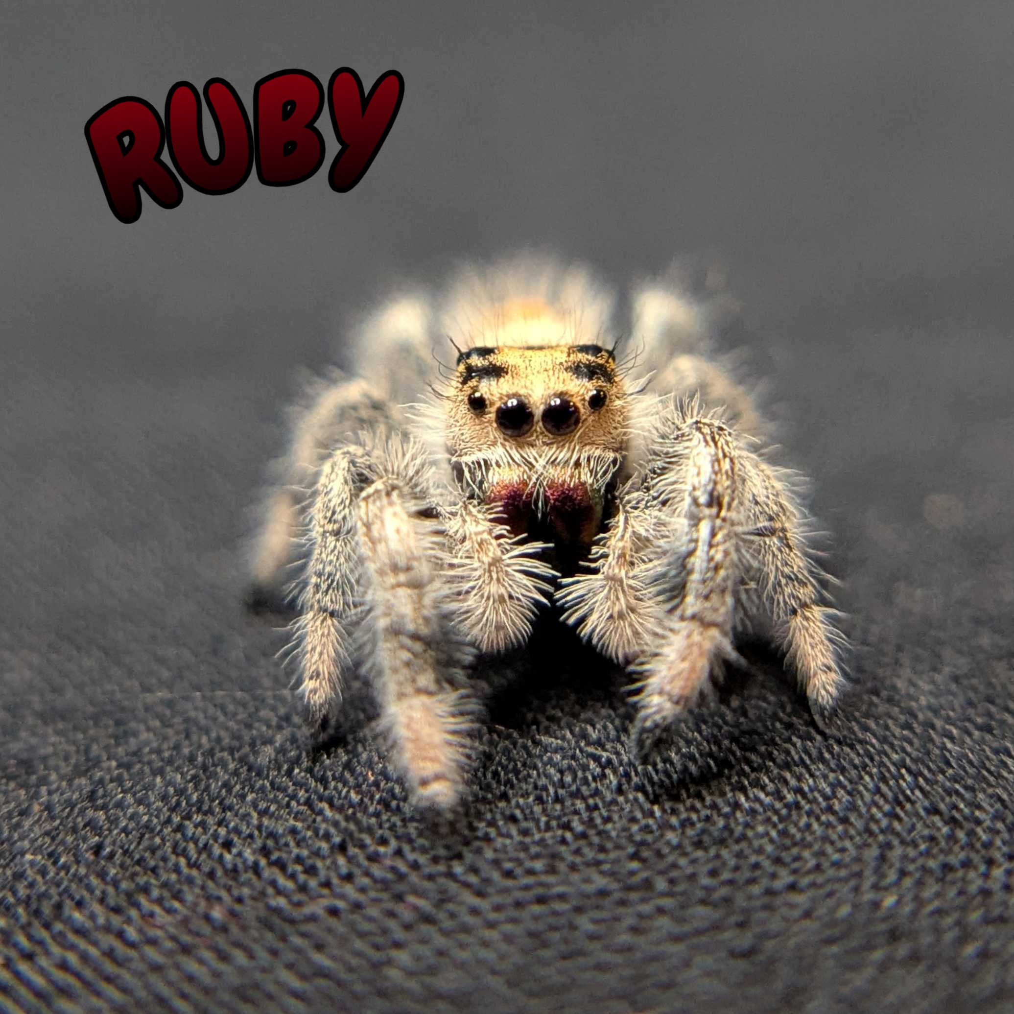 Regal Jumping Spider "Ruby"