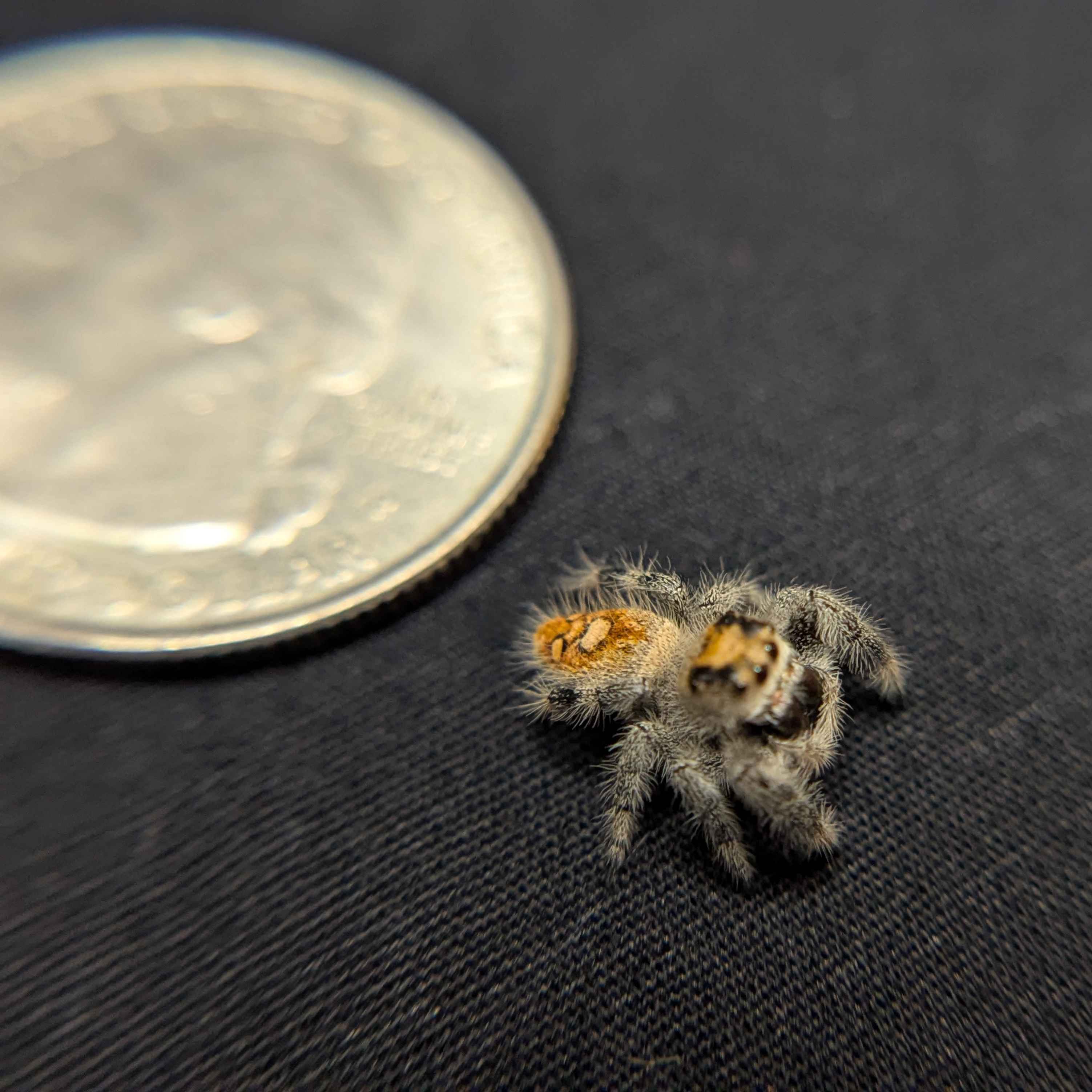 Regal Jumping Spider “Fern”