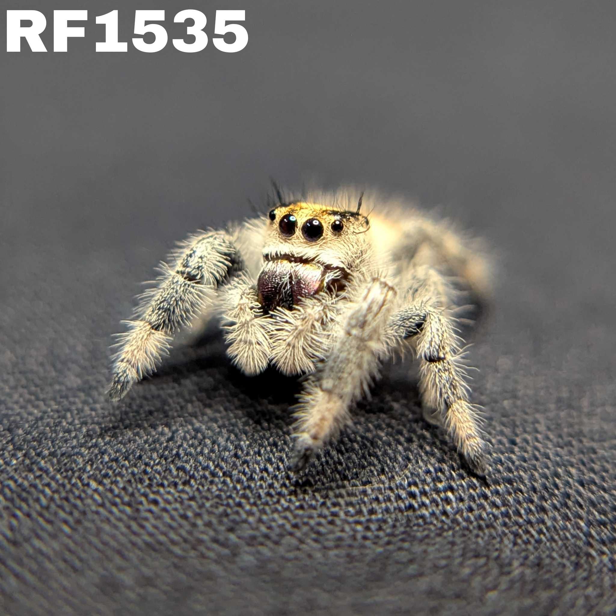 Regal Jumping Spider “Fern”