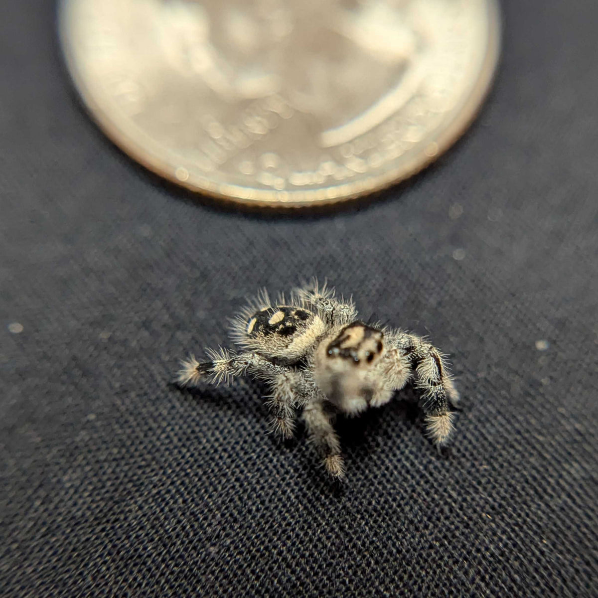 Regal Jumping Spider "Cracker"