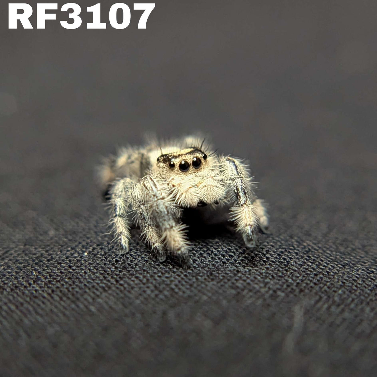 Regal Jumping Spider "Cracker"