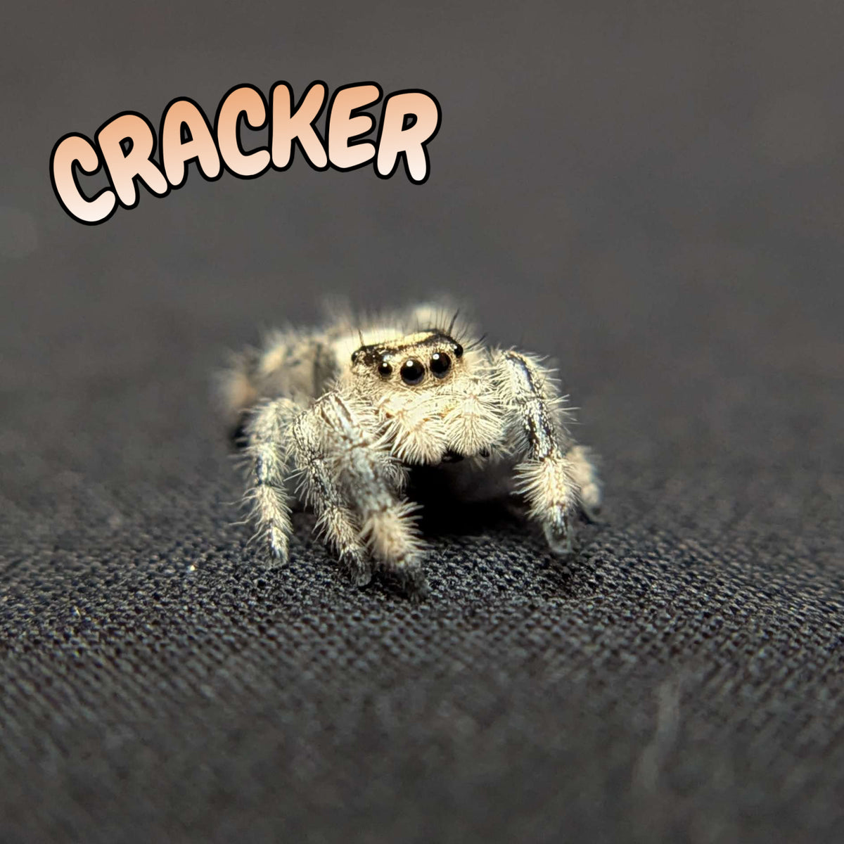 Regal Jumping Spider "Cracker"