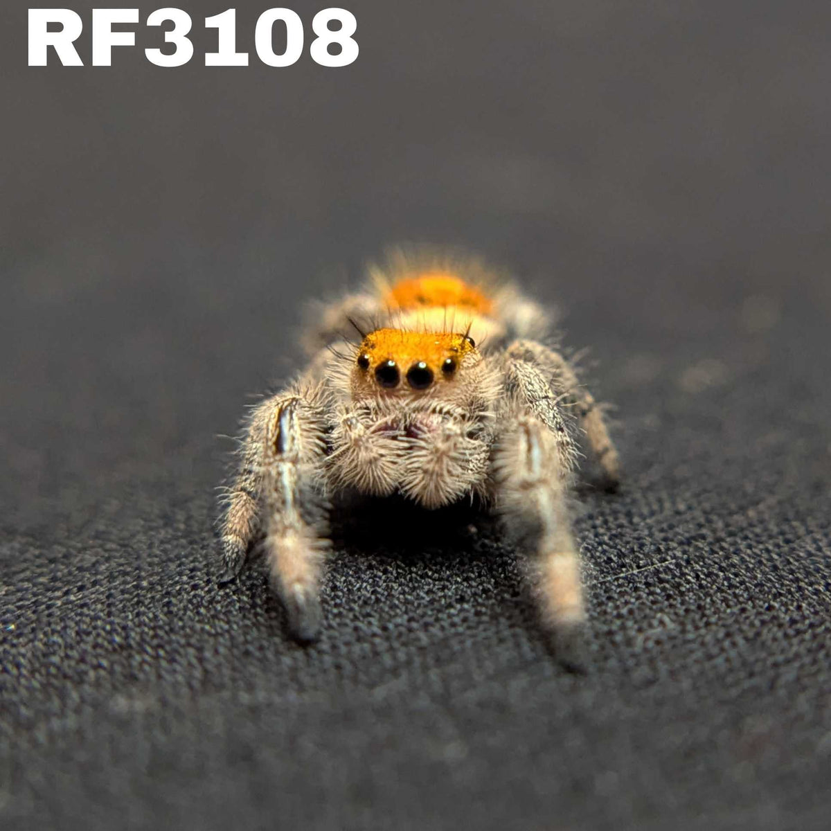 Regal Jumping Spider “Butterscotch”