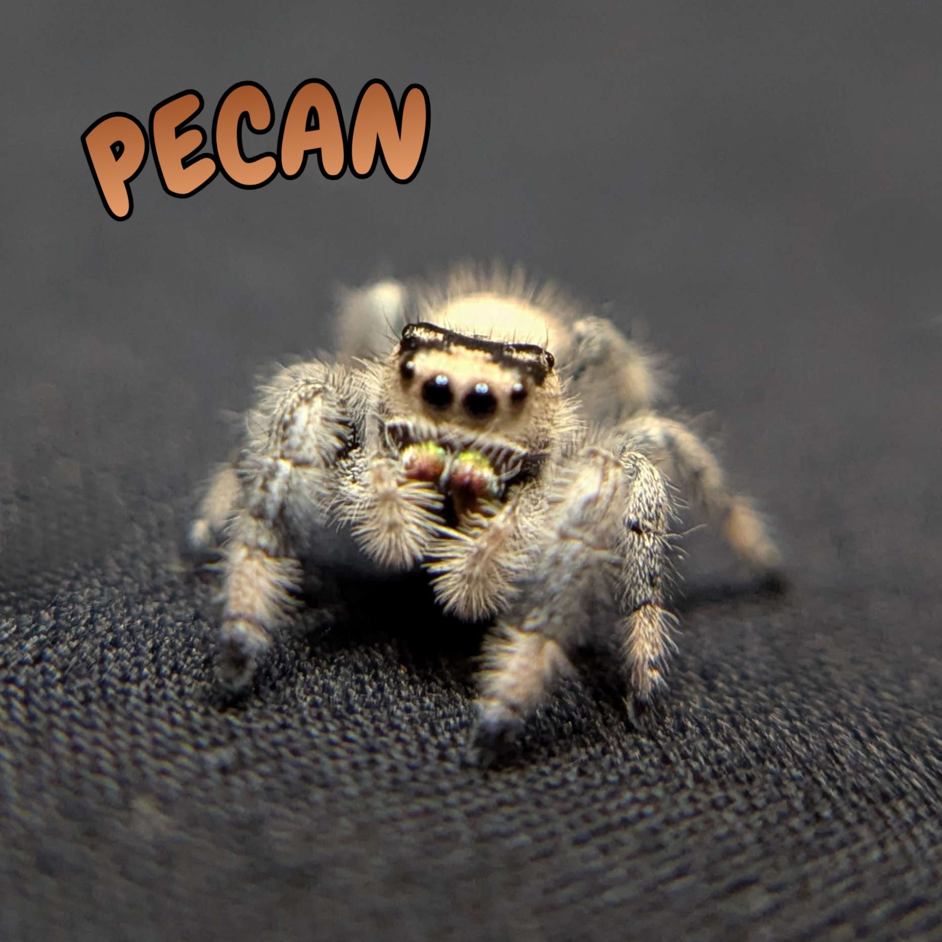 Regal Jumping Spider "Pecan"