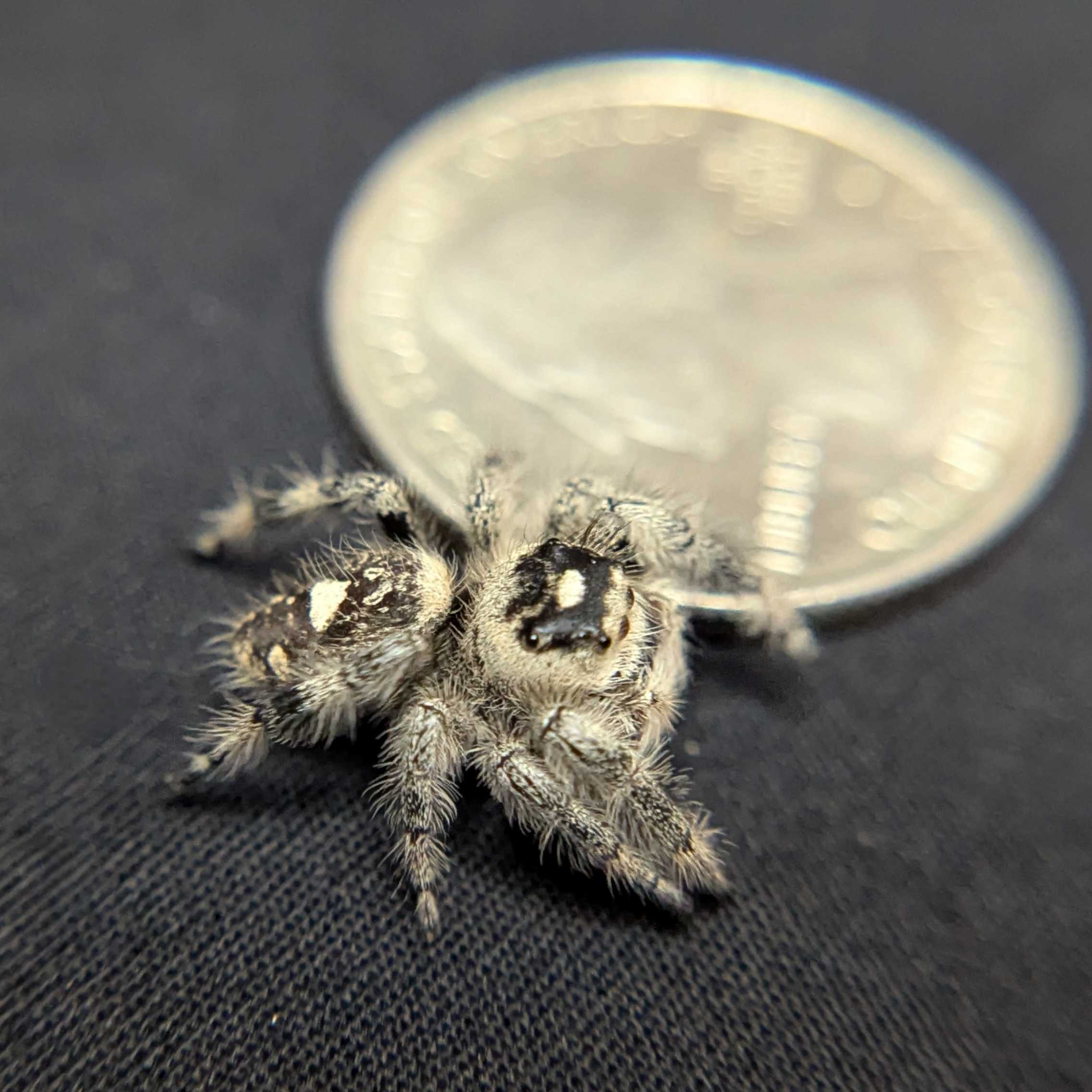 Regal Jumping Spider "Seaweed"