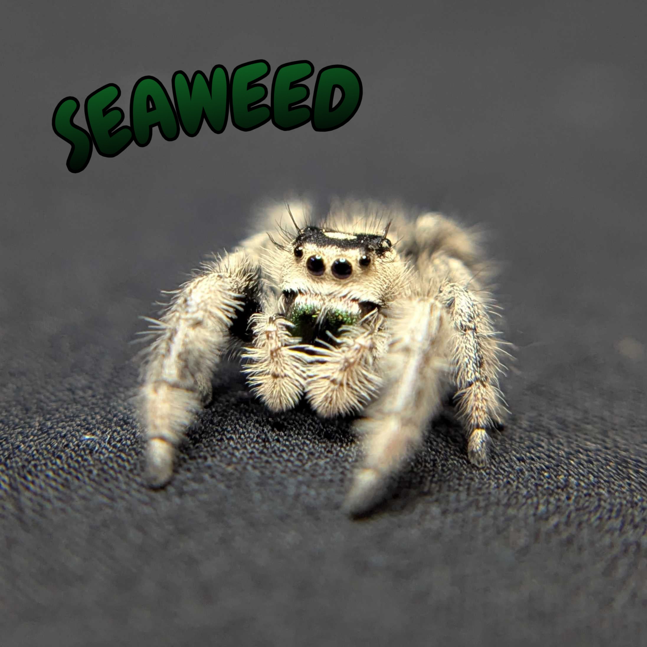 Regal Jumping Spider "Seaweed"