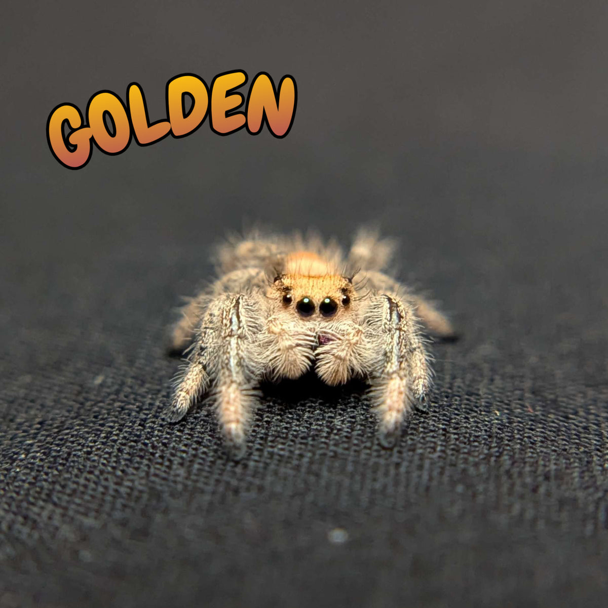 Regal Jumping Spider "Golden"