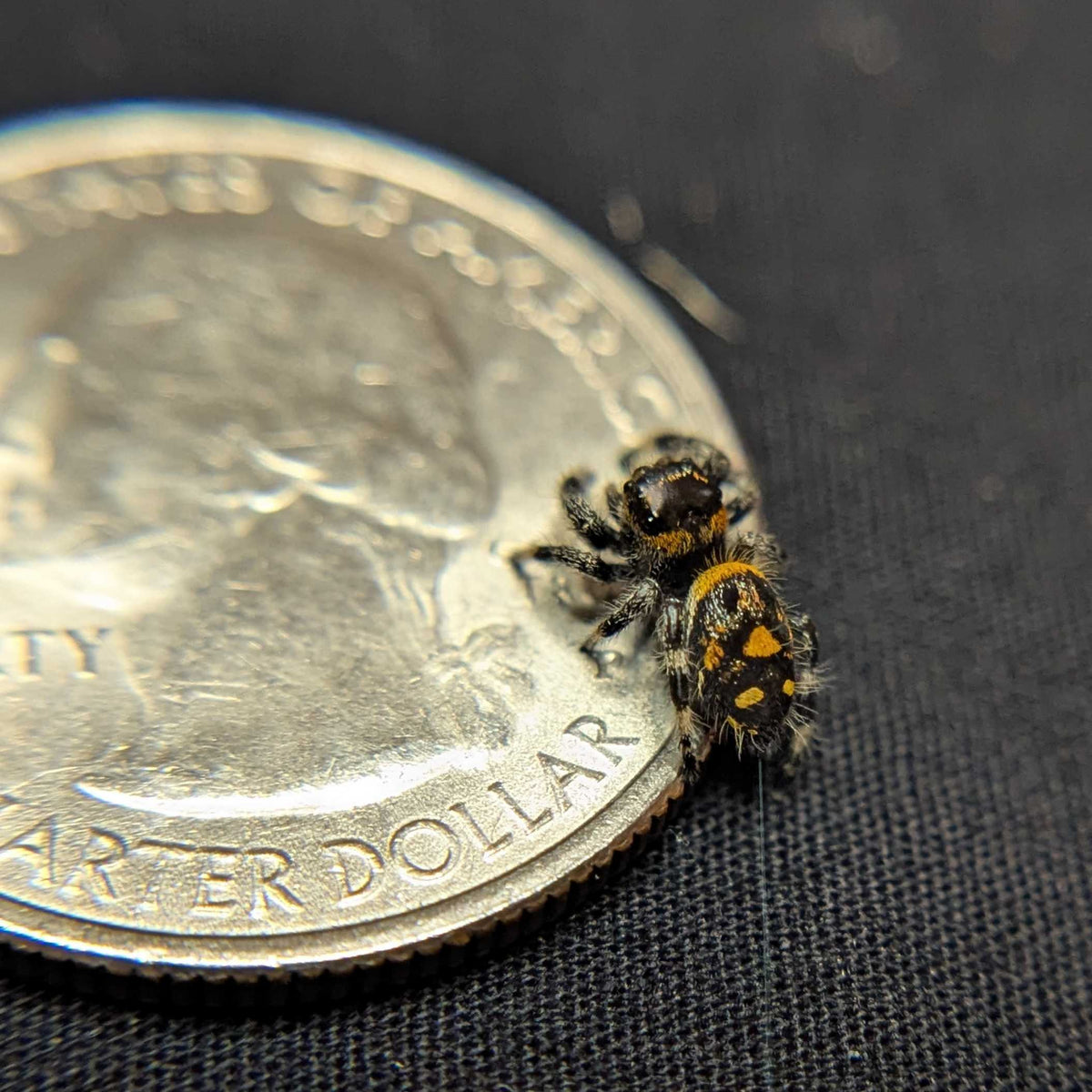 Regal Jumping Spider "Artemis"