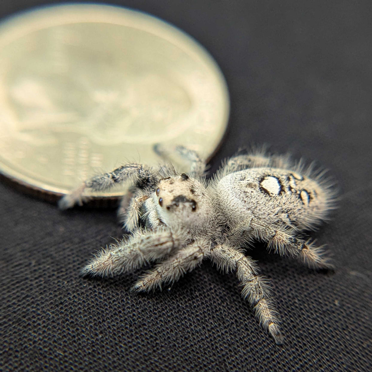 Regal Jumping Spider “Sterling”