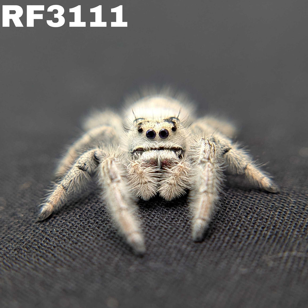 Regal Jumping Spider “Sterling”