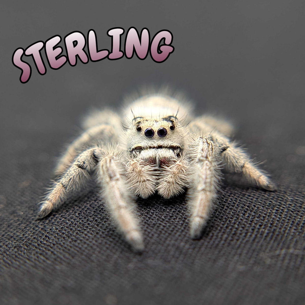 Regal Jumping Spider “Sterling”