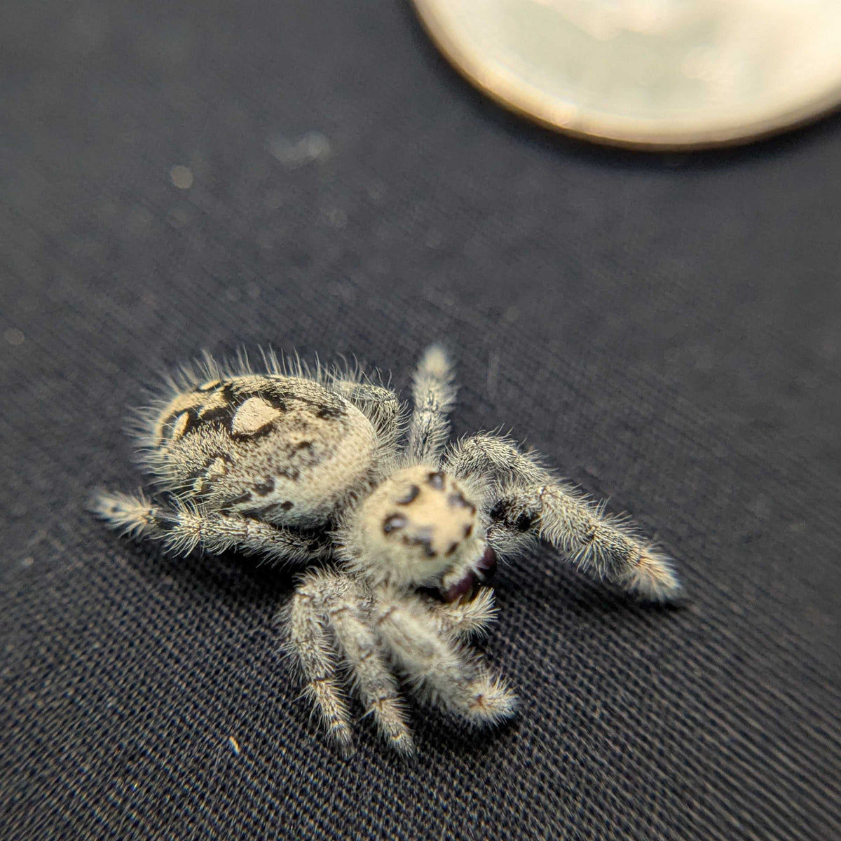 Regal Jumping Spider “Cereal Milk”