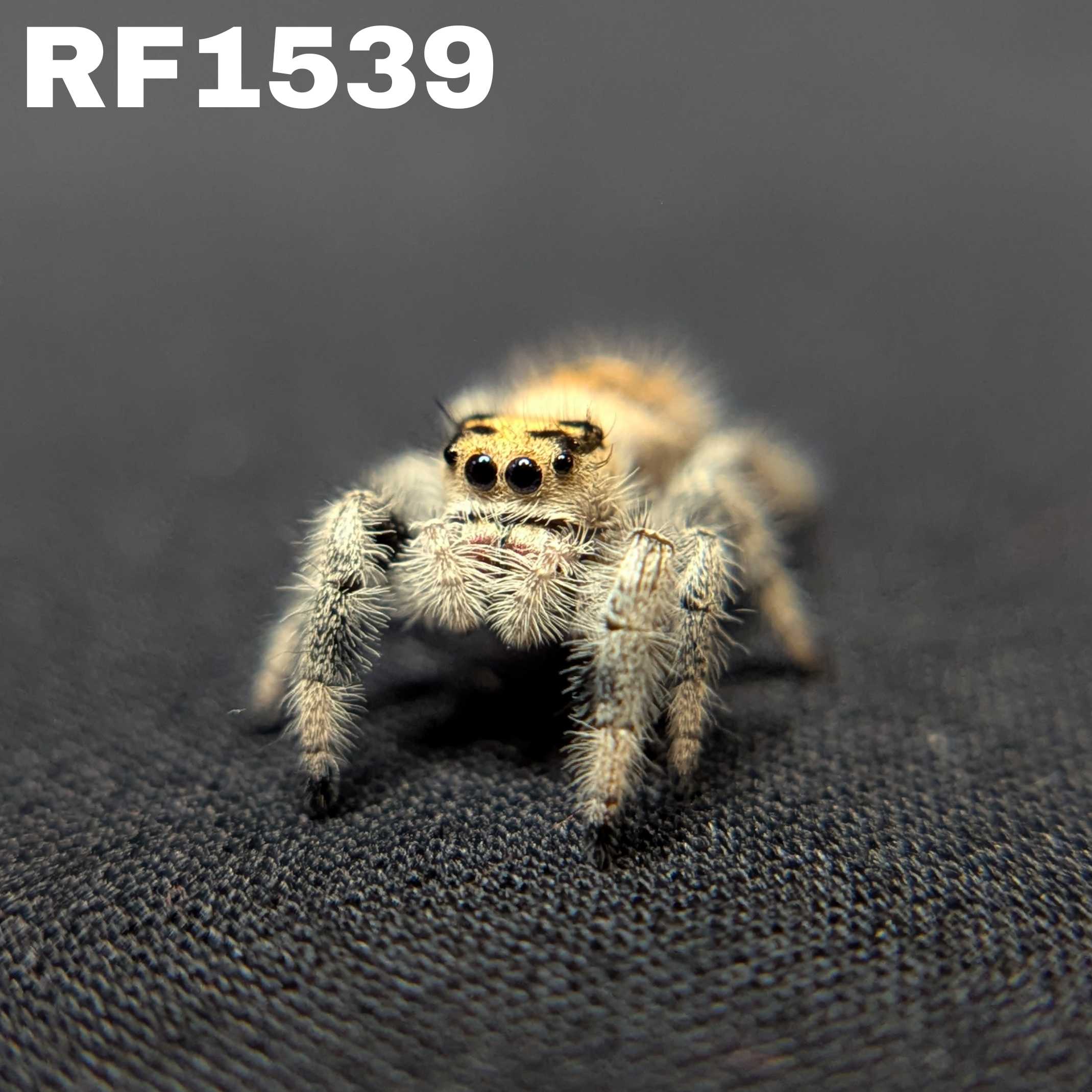 Regal Jumping Spider "Sweet"