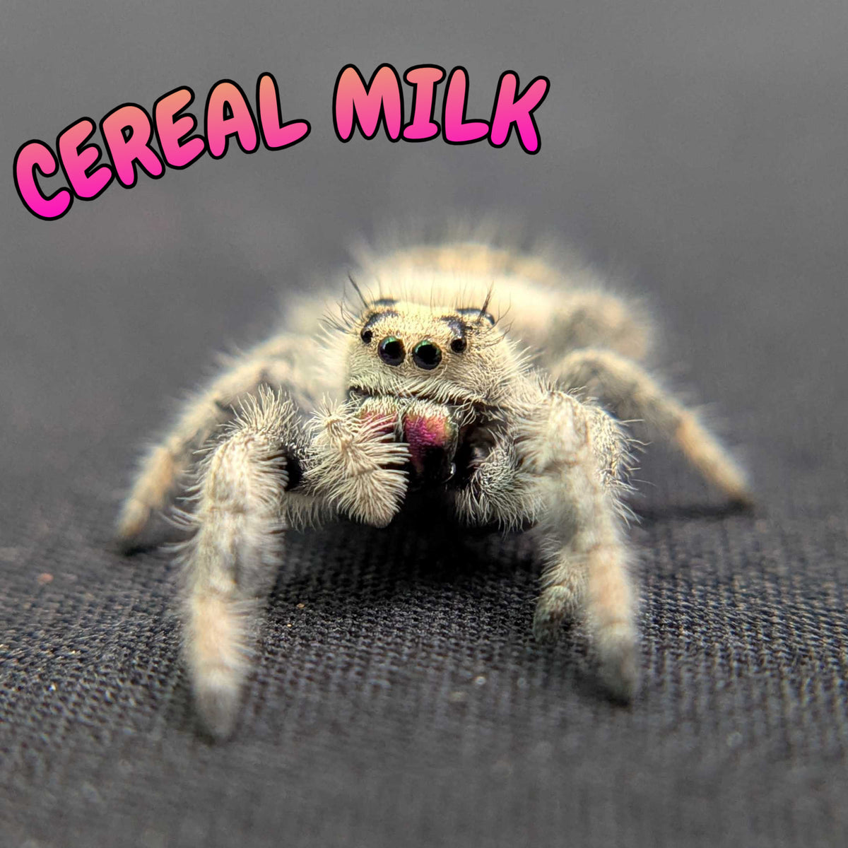 Regal Jumping Spider “Cereal Milk”