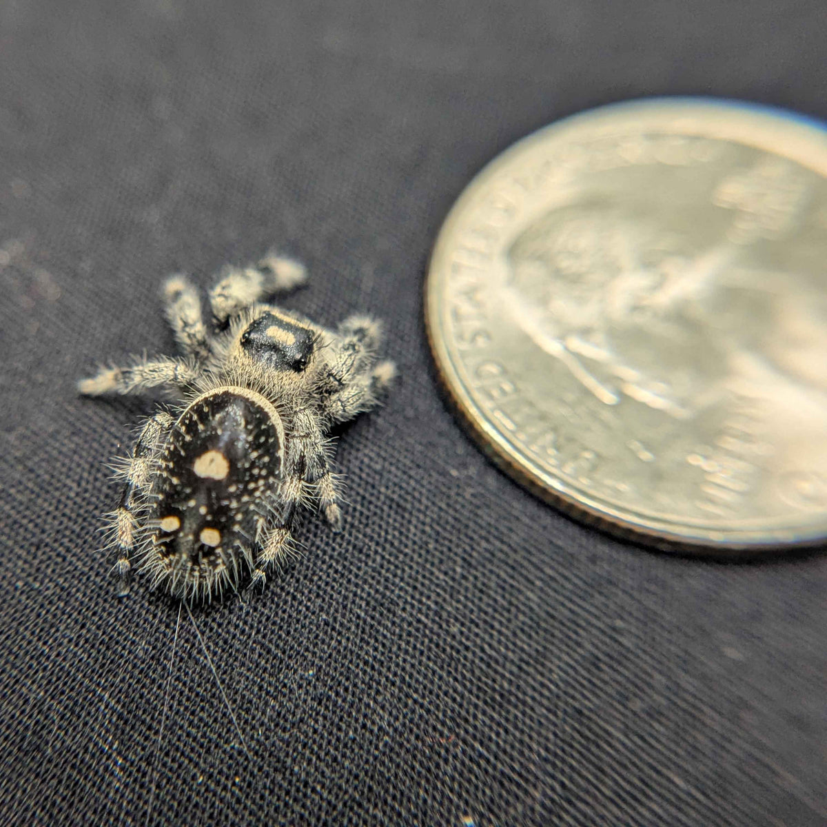 Regal Jumping Spider "Spooky"