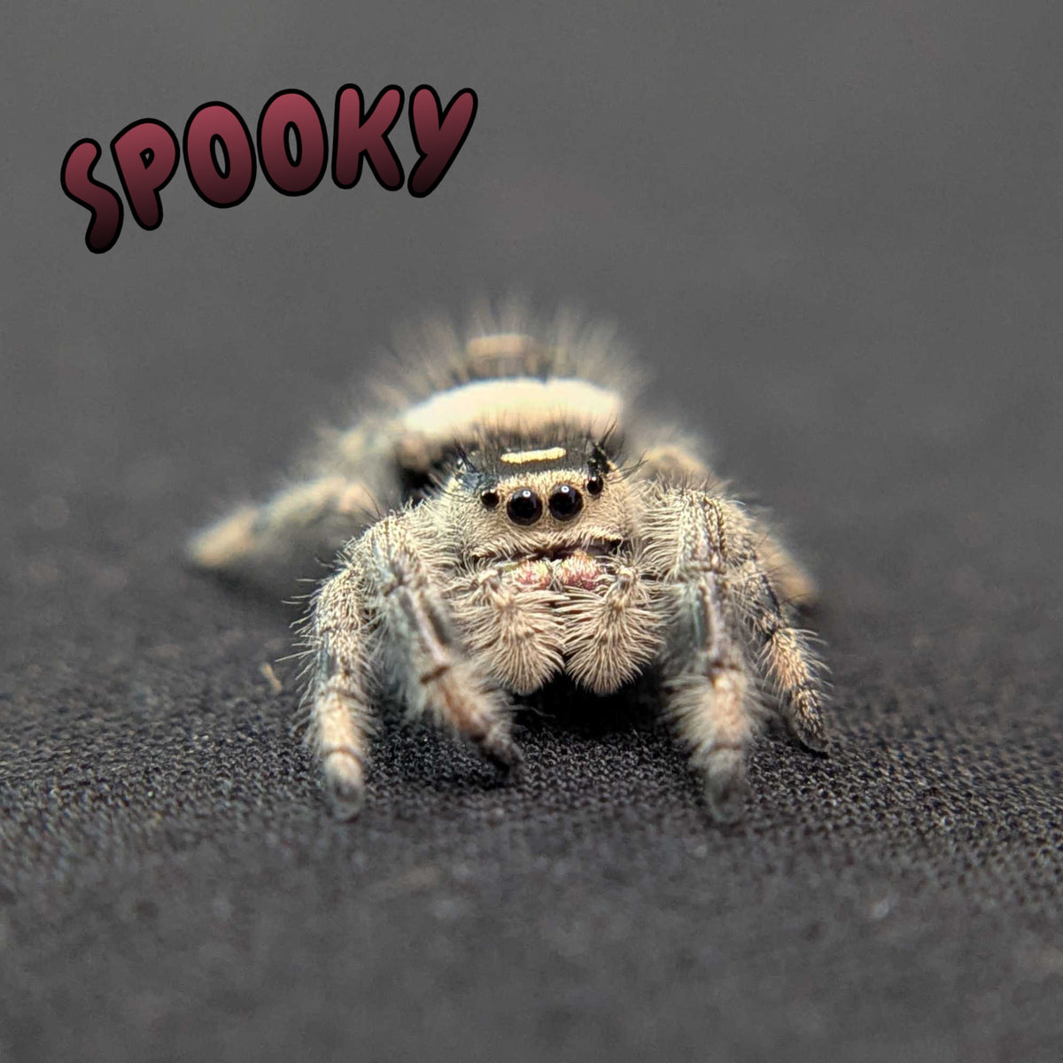 Regal Jumping Spider "Spooky"
