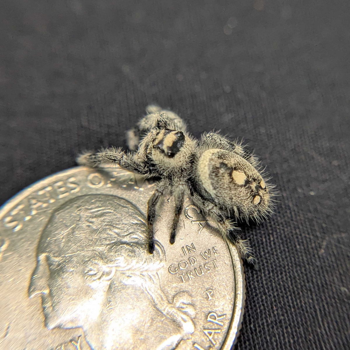 Regal Jumping Spider “Sable”