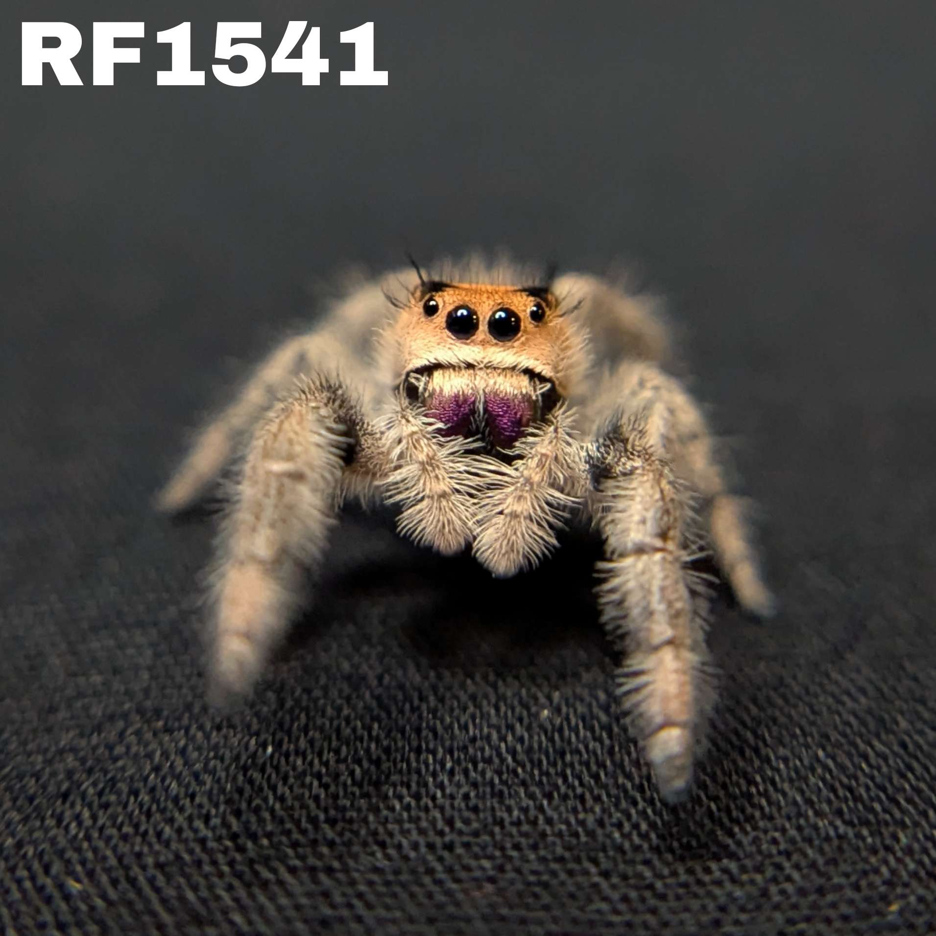 Regal Jumping Spider “Mulberry Pie”