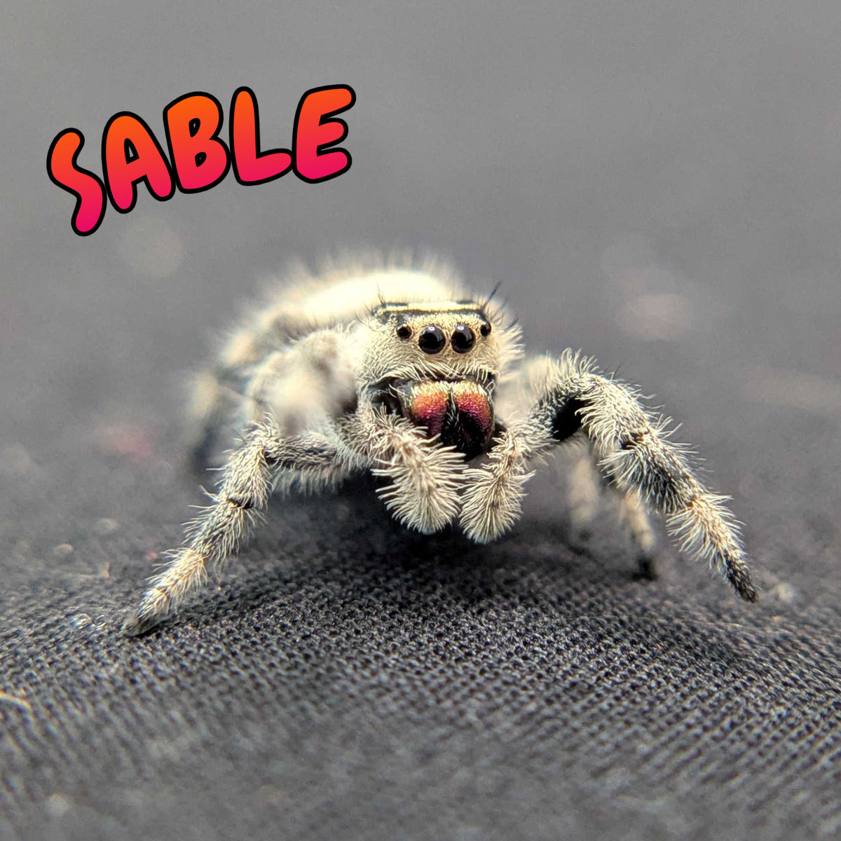 Regal Jumping Spider “Sable”