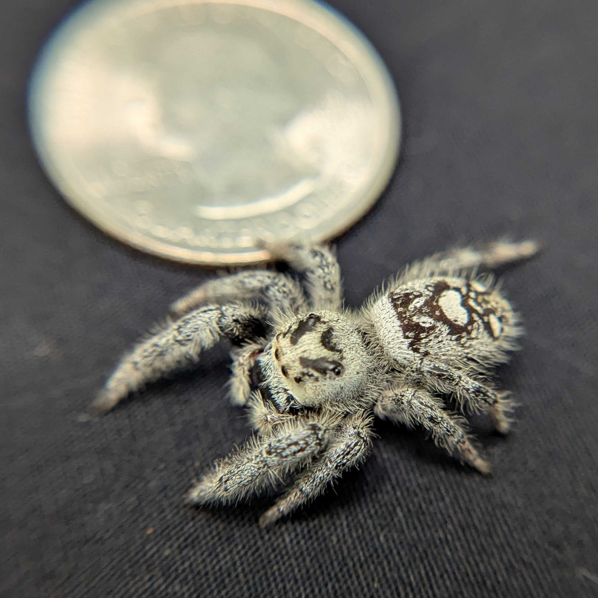 Regal Jumping Spider "Cookie"