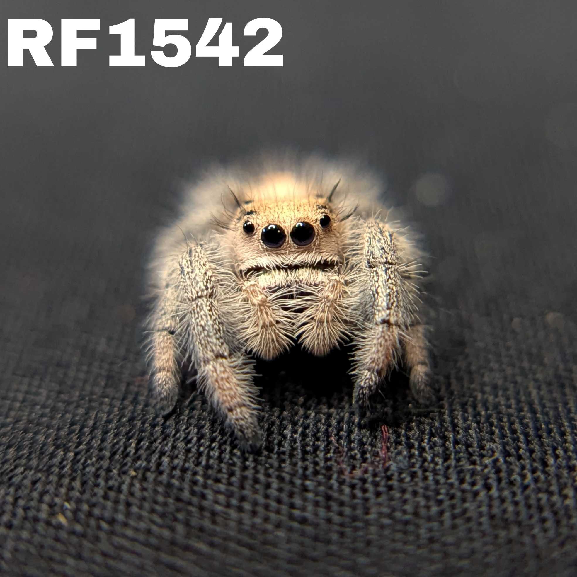 Regal Jumping Spider “Wheatly”