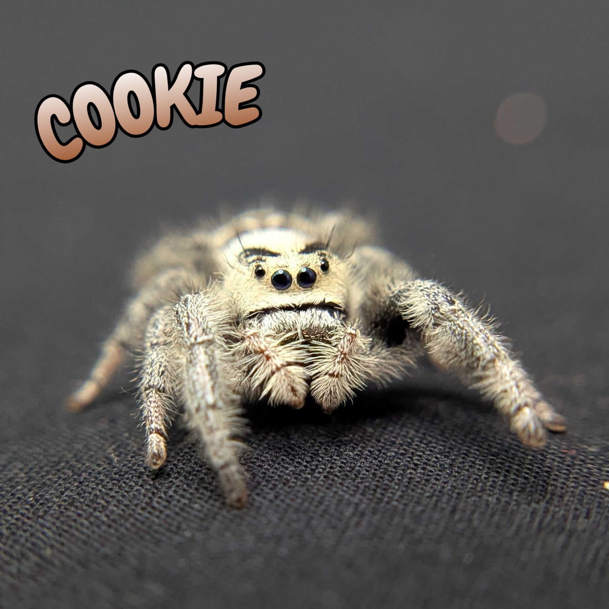 Regal Jumping Spider "Cookie"