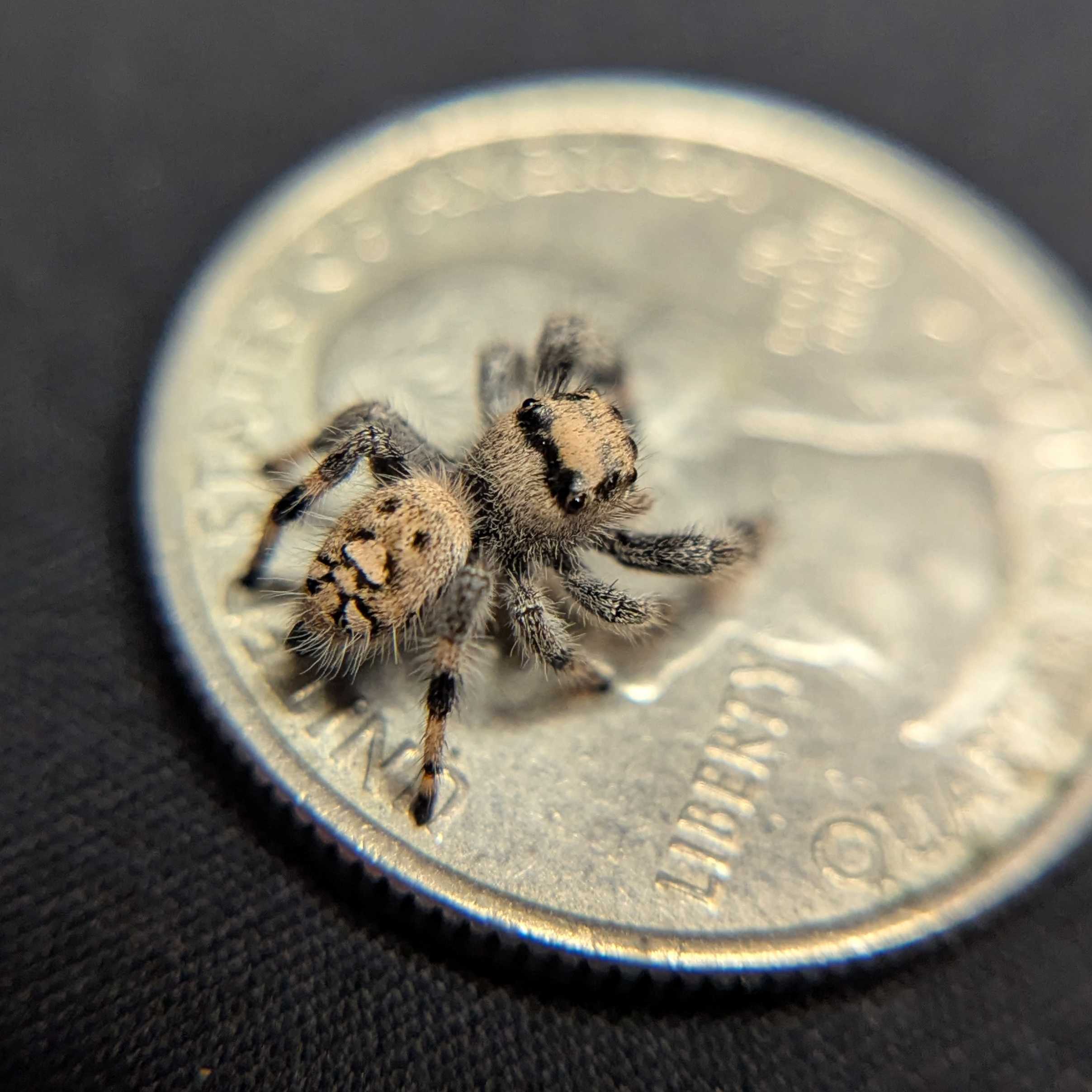 Regal Jumping Spider "Pocus"