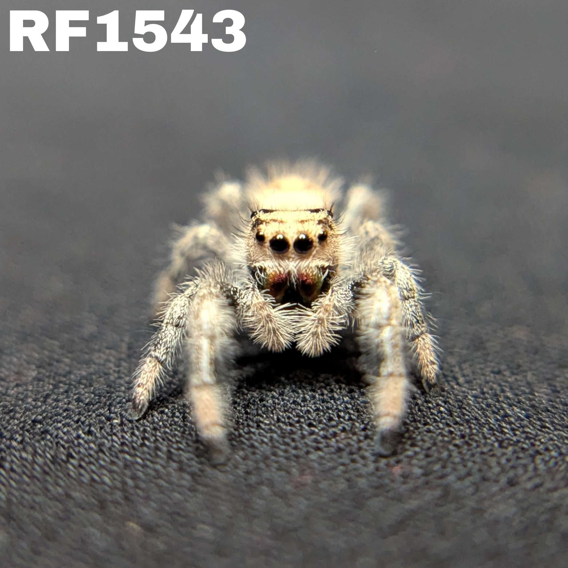 Regal Jumping Spider "Pocus"