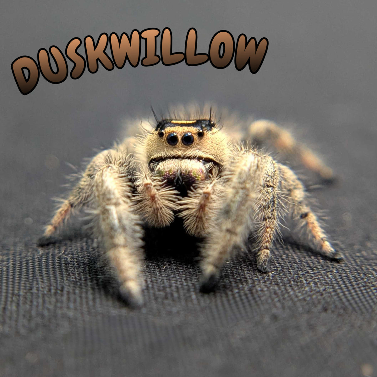 Regal Jumping Spider “Duskwillow”