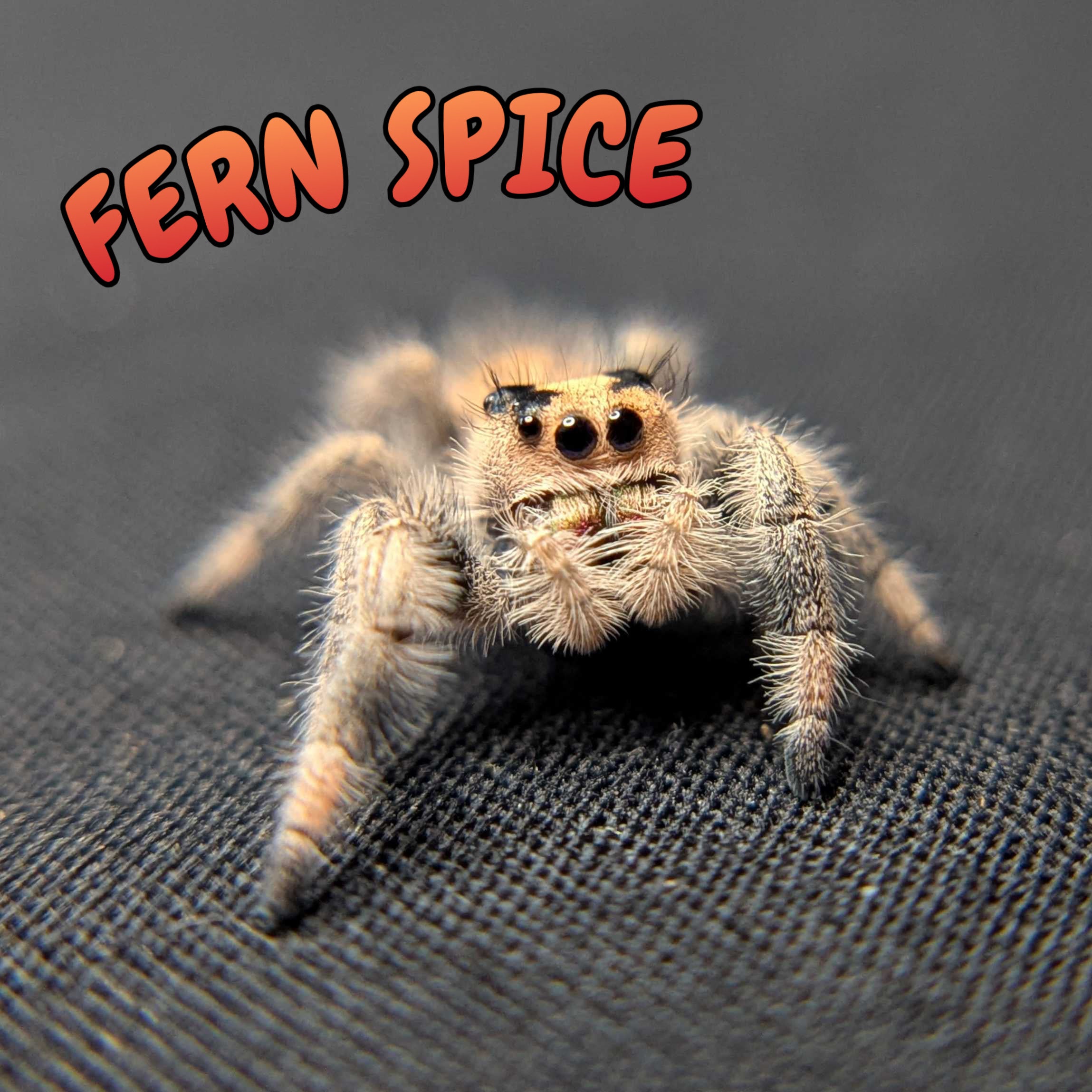 Regal Jumping Spider “Fern Spice”
