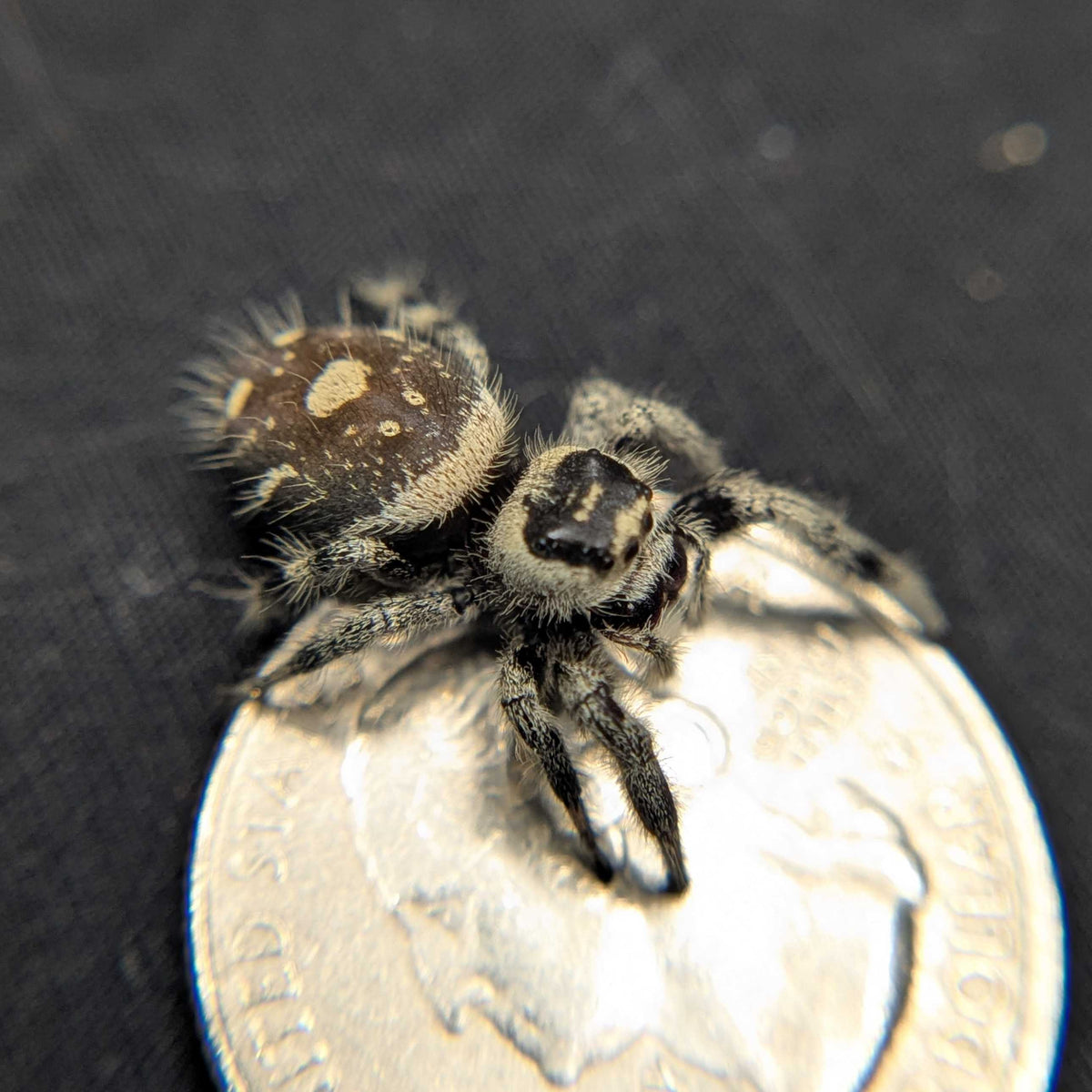 Regal Jumping Spider "Espresso"