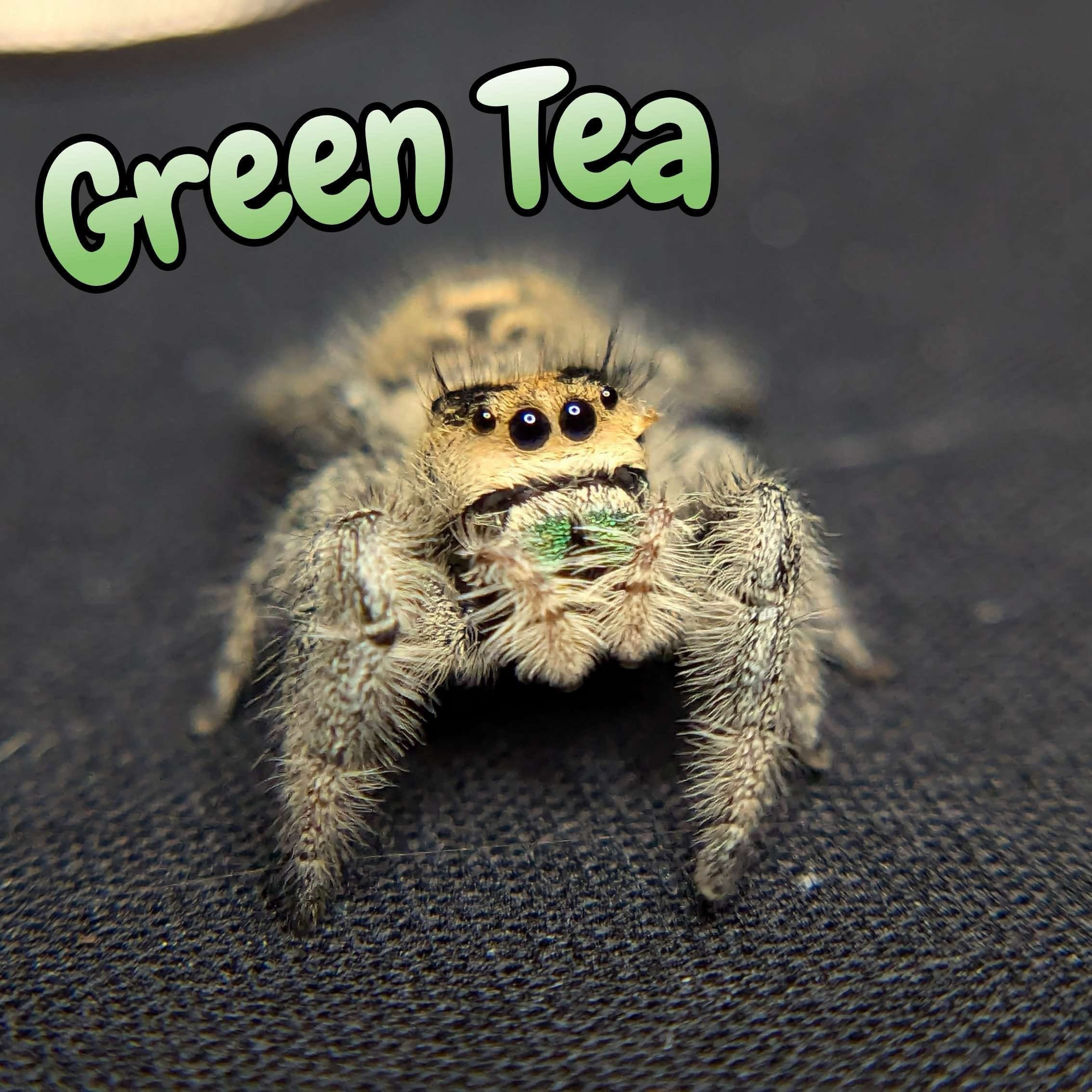 Regal Jumping Spider “Green Tea” For Sale - ExoticsSource
