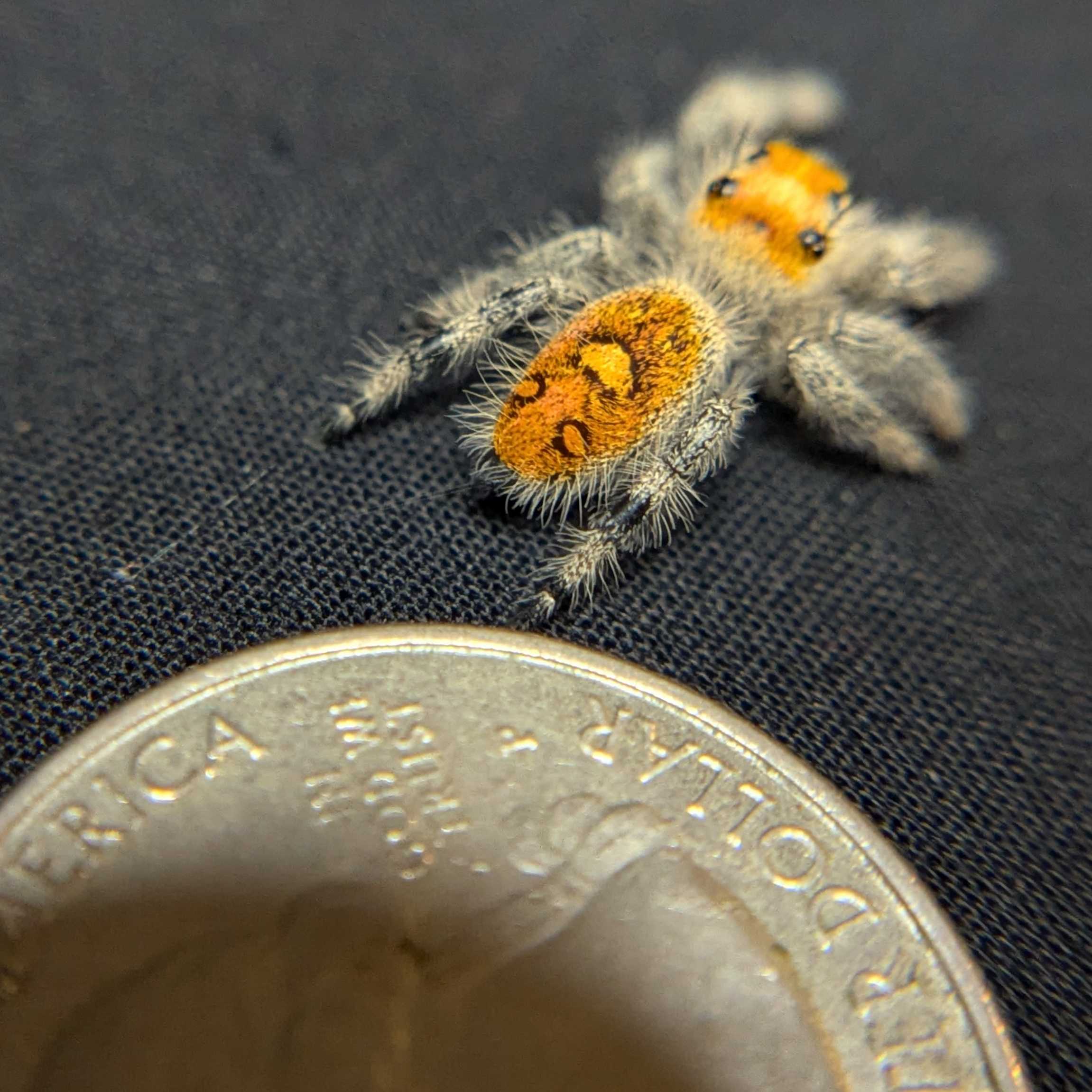 Regal Jumping Spider “Royal Yam”