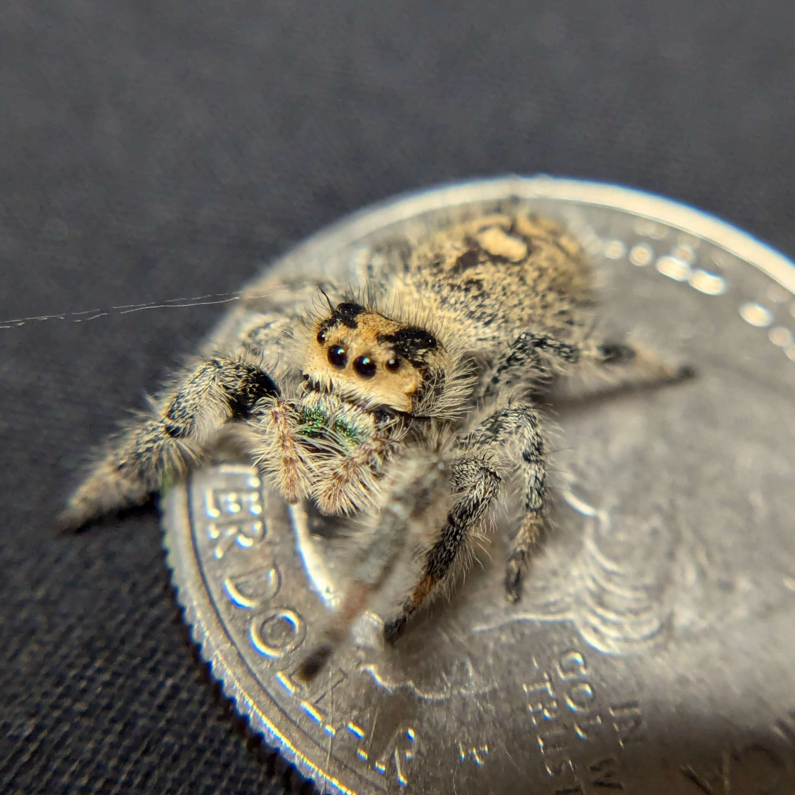 Regal Jumping Spider “Green Tea” For Sale - ExoticsSource
