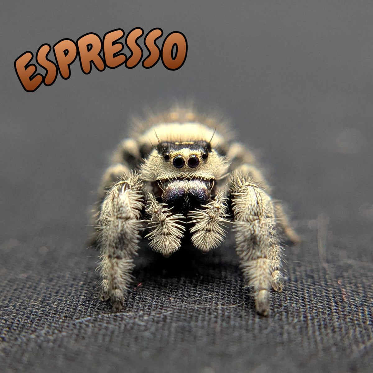 Regal Jumping Spider "Espresso"