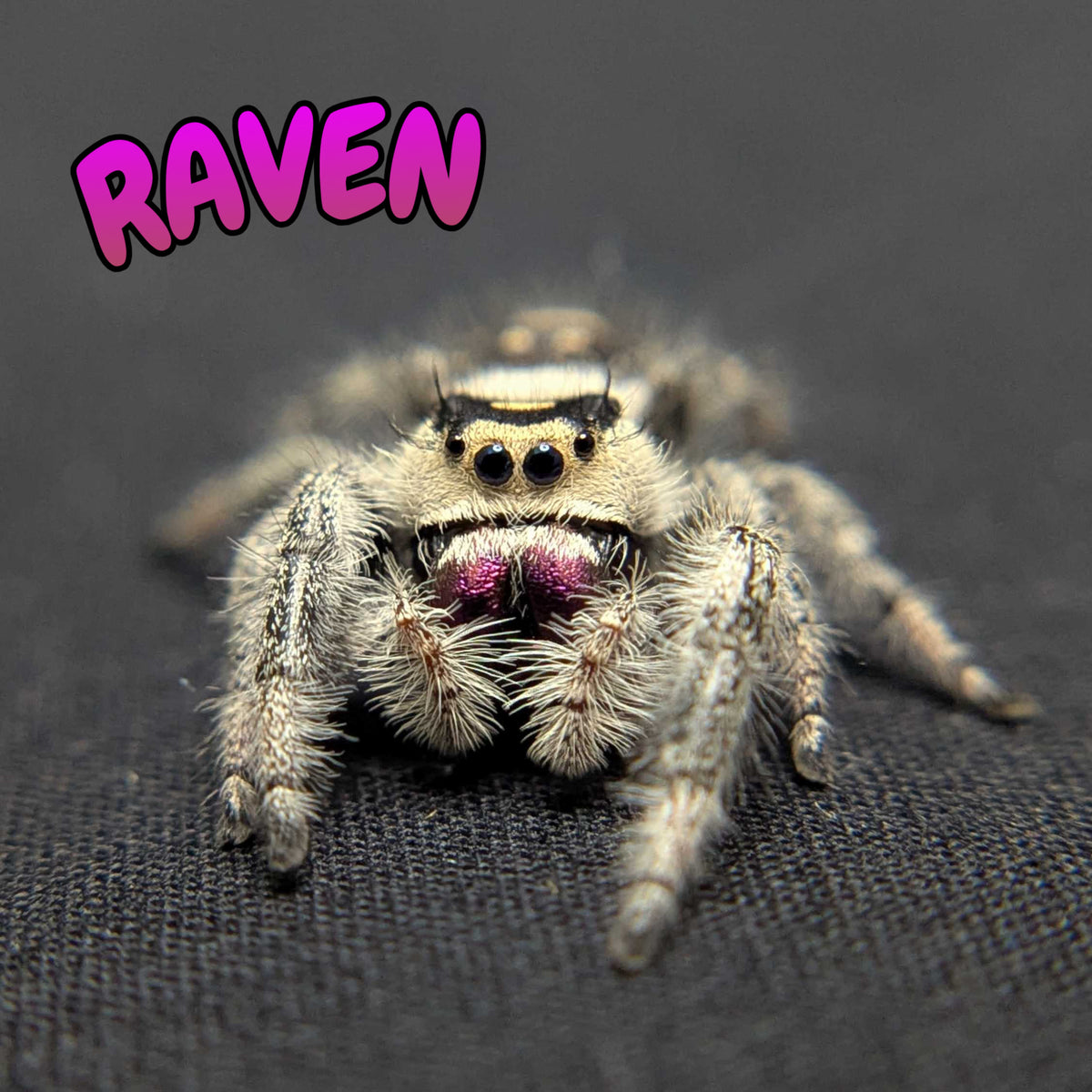 Regal Jumping Spider "Raven"
