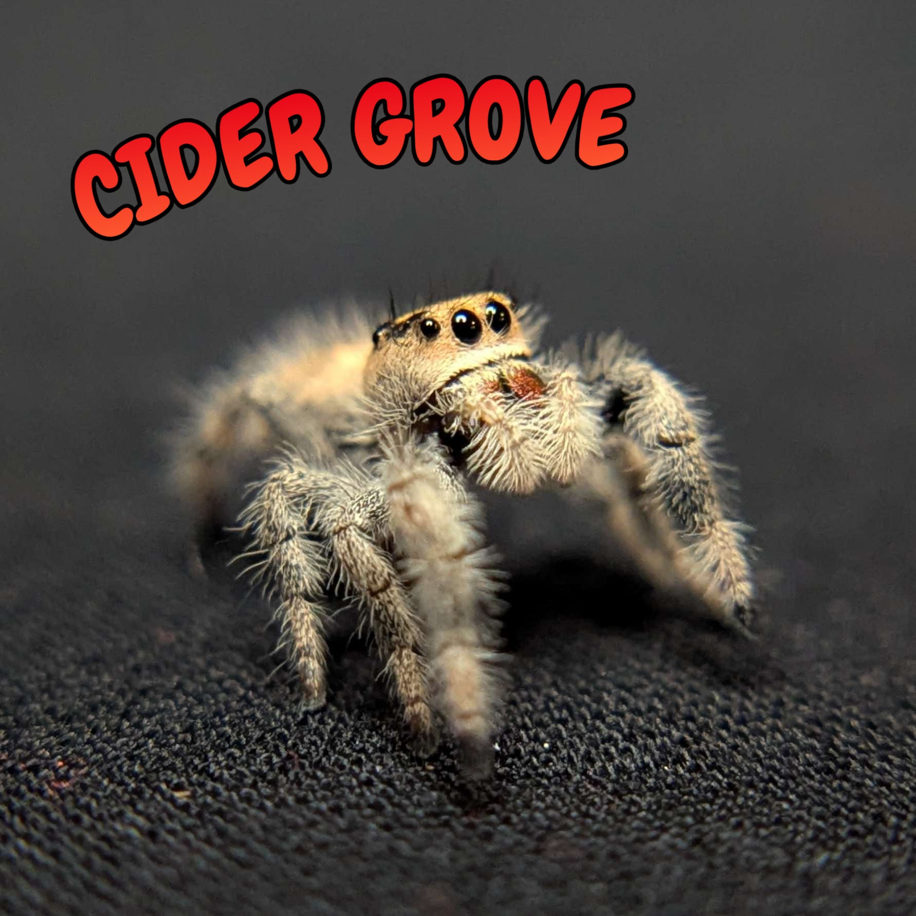 Regal Jumping Spider “Cider Grove”