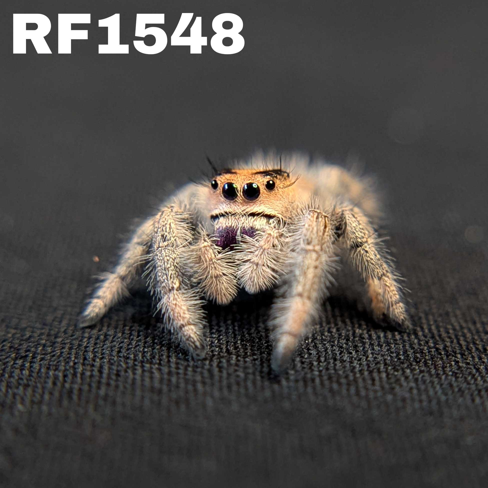 Regal Jumping Spider "Hocus"