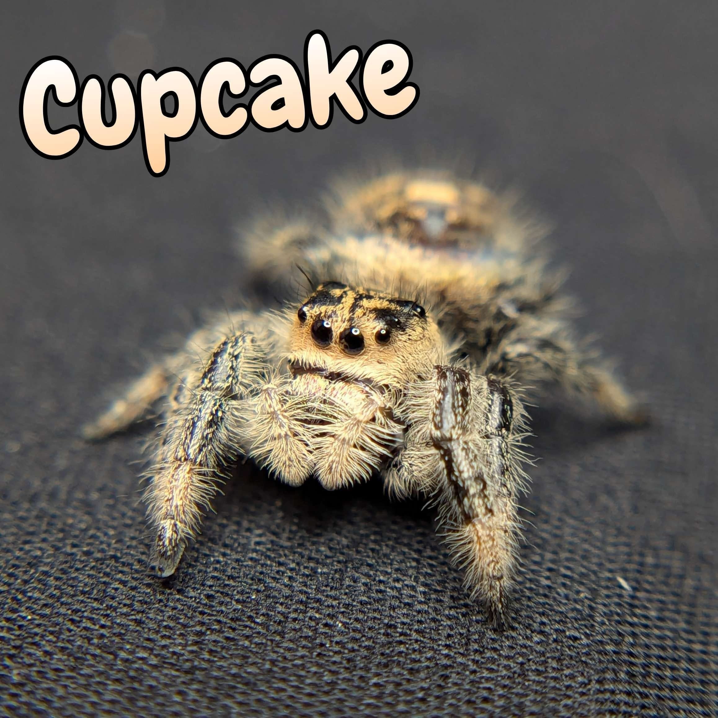 Regal Jumping Spider “Cupcake” For Sale - ExoticsSource